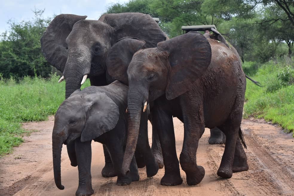 Tarangire National Park