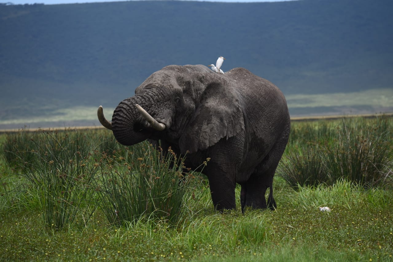 Ngorongoro Conservation Area