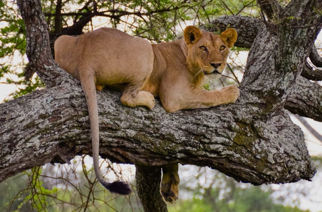 Day 5: Lake Manyara – Return to Arusha