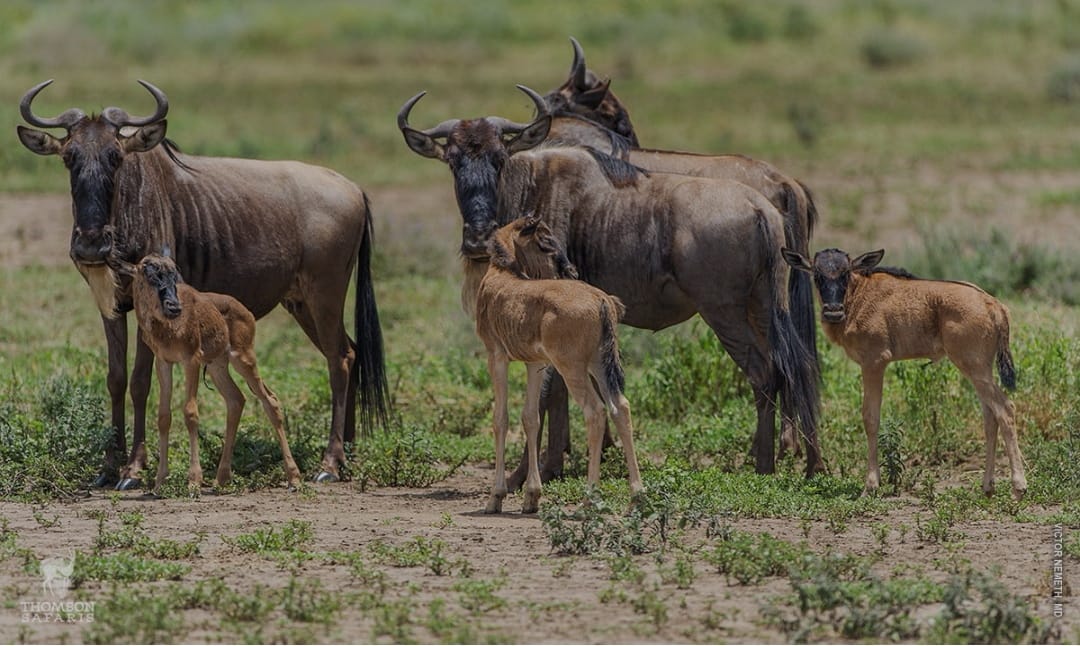 Serengeti National Park