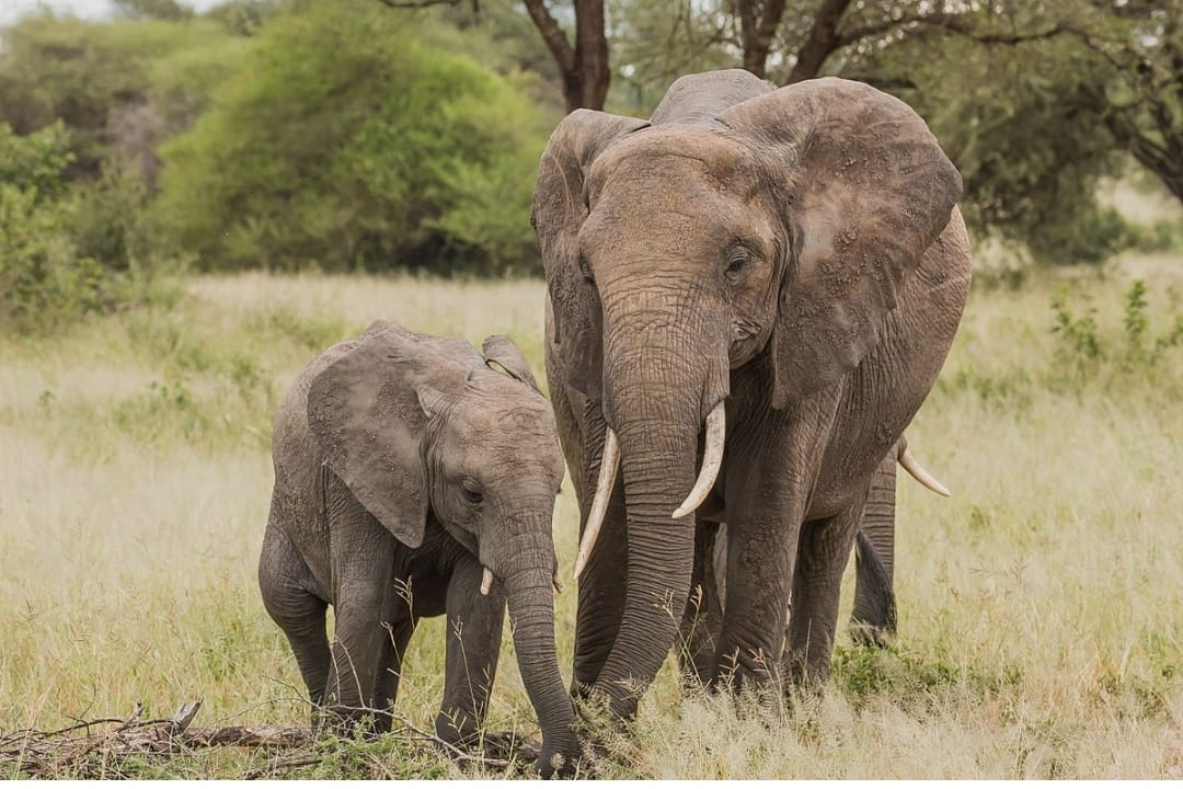 Tarangire National Park