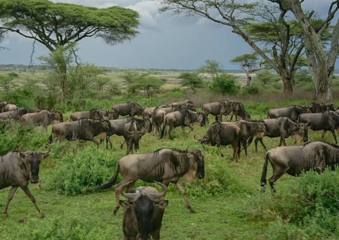 Serengeti National Park
