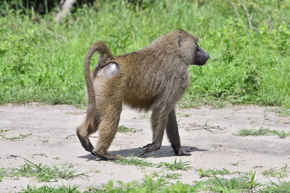 Lake Manyara National Park