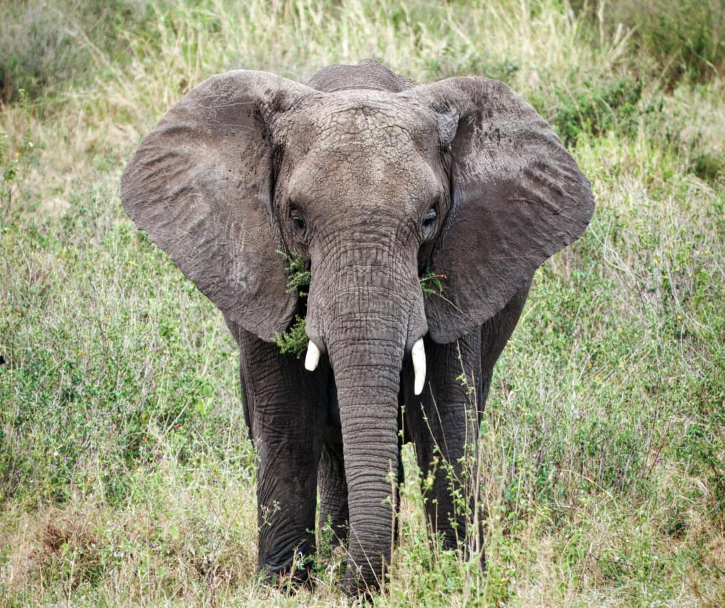 Tarangire National Park