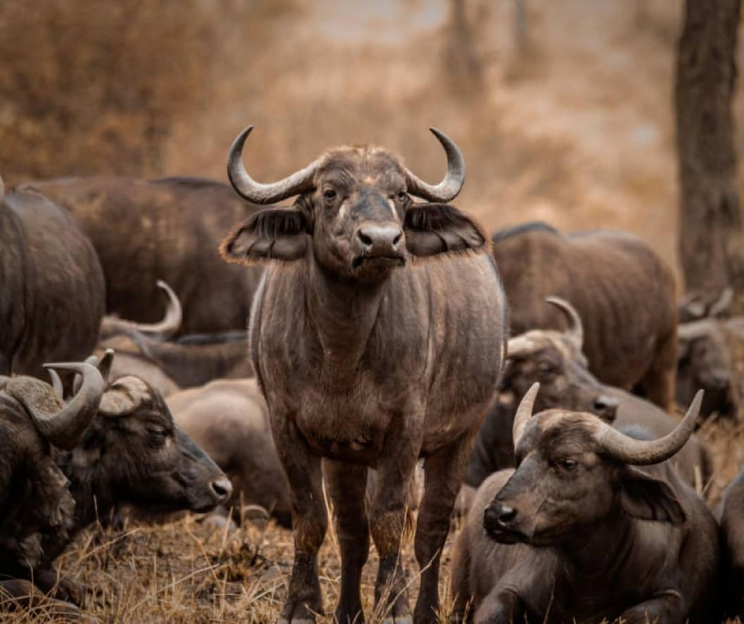 Serengeti National Park