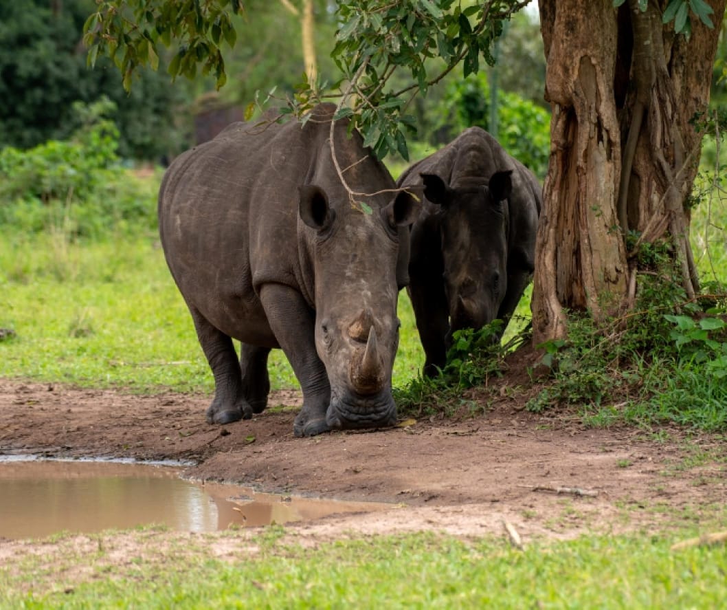 Ngorongoro Conservation Area