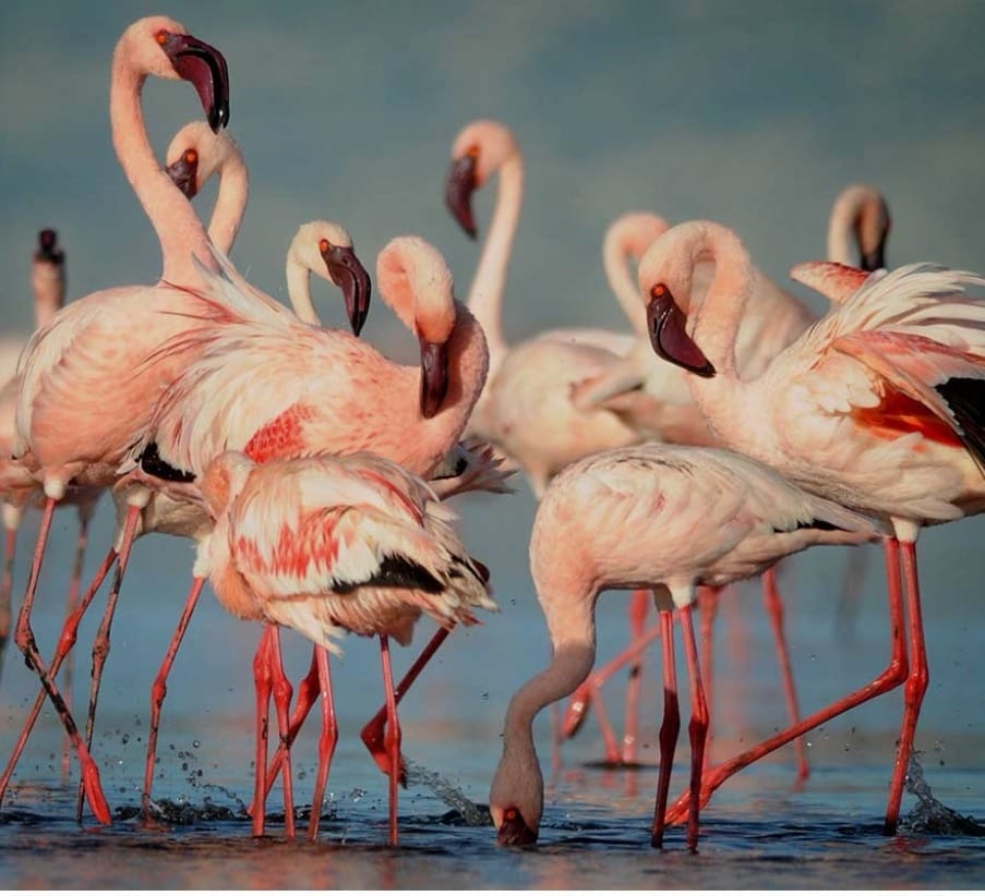 Lake Manyara National Park