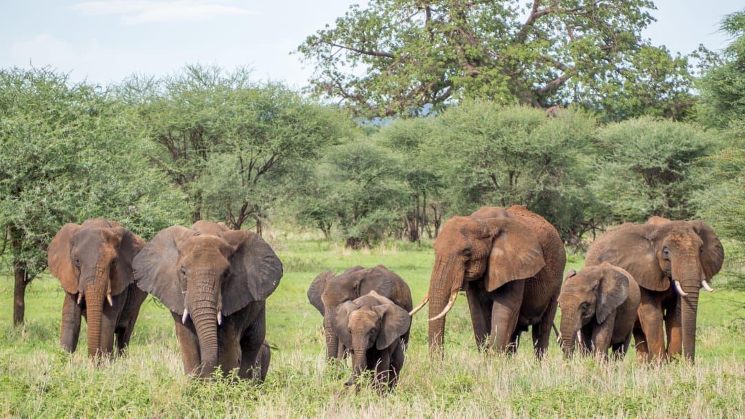 Tarangire National Park
