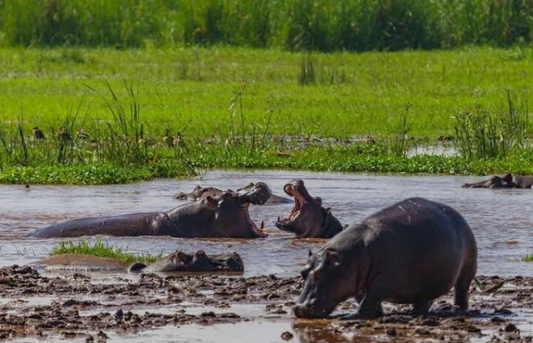 Lake Manyara National Park