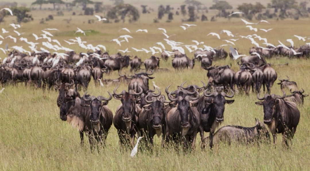 Serengeti National Park