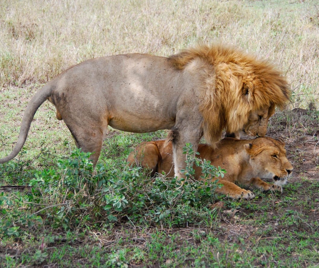 Serengeti National Park
