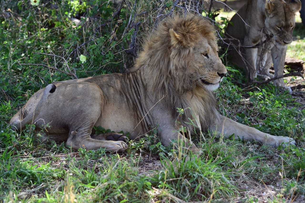 Full-Day Serengeti Safari – Predator Territory