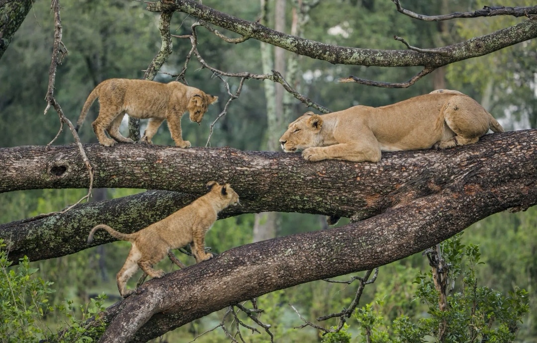 Lake Manyara National Park