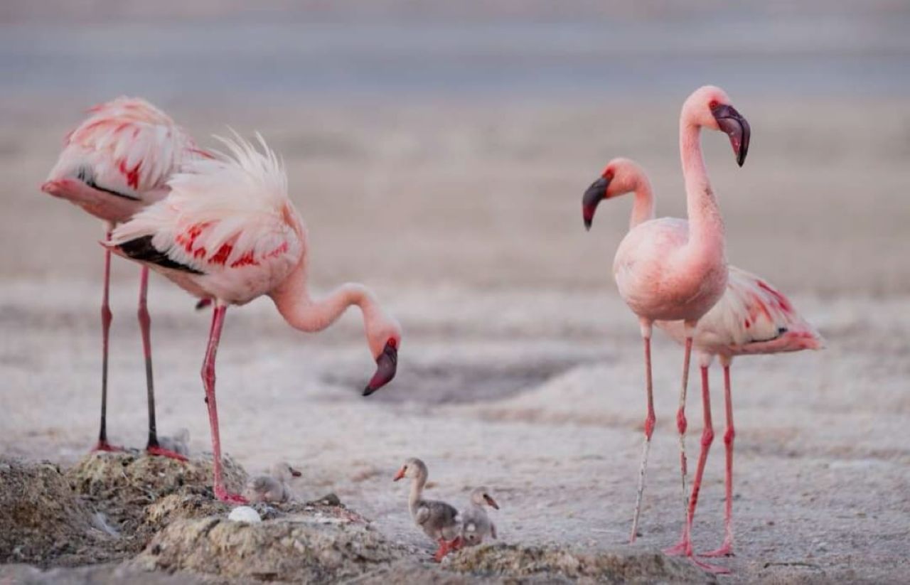 Lake Manyara National Park