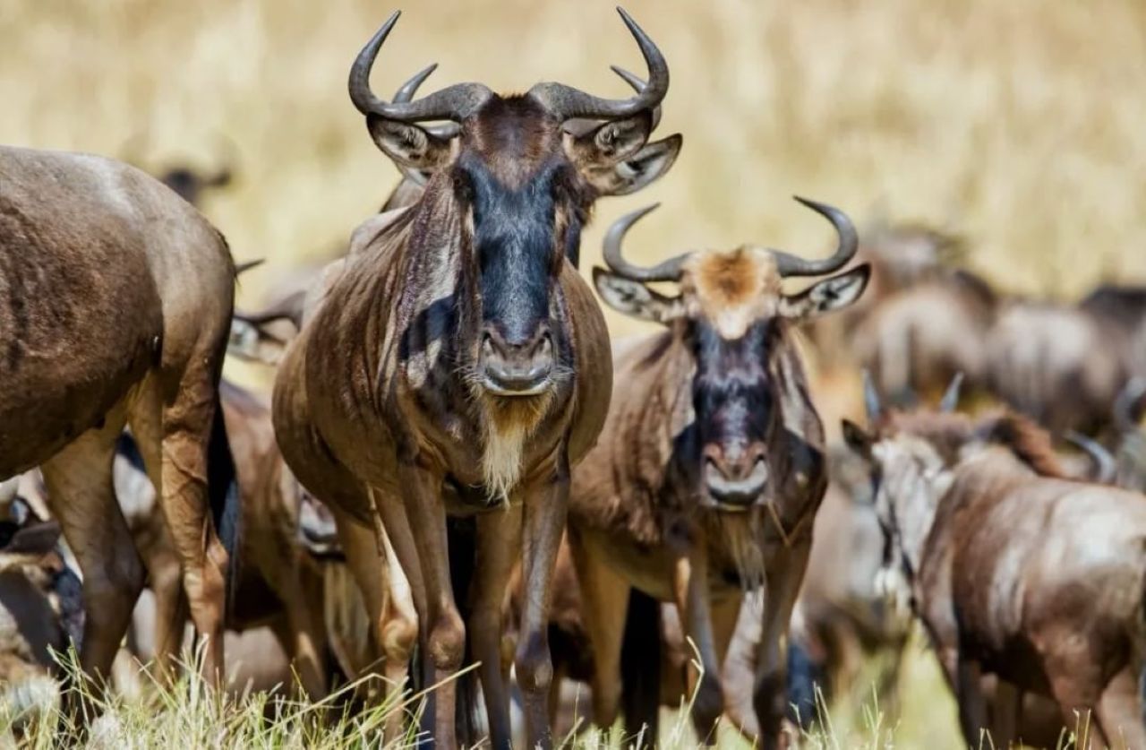 Serengeti National Park