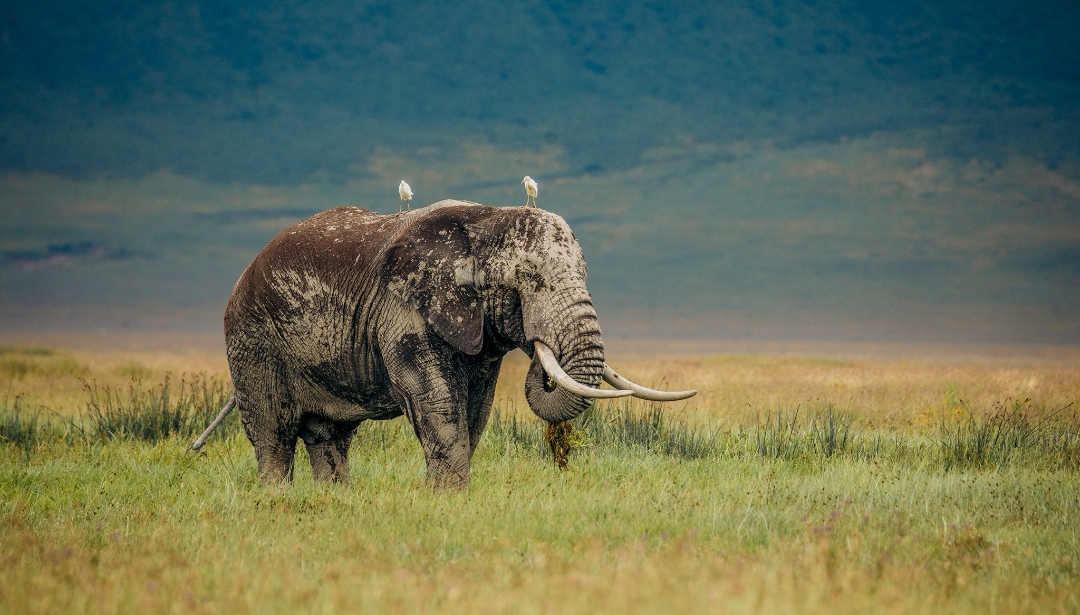 Ngorongoro Conservation Area