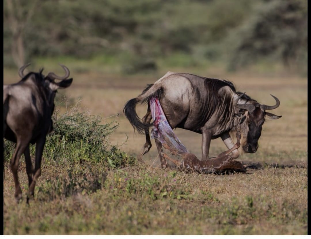 Serengeti National Park