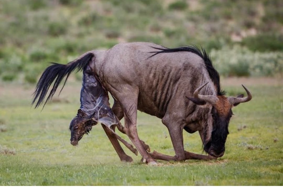 Serengeti National Park