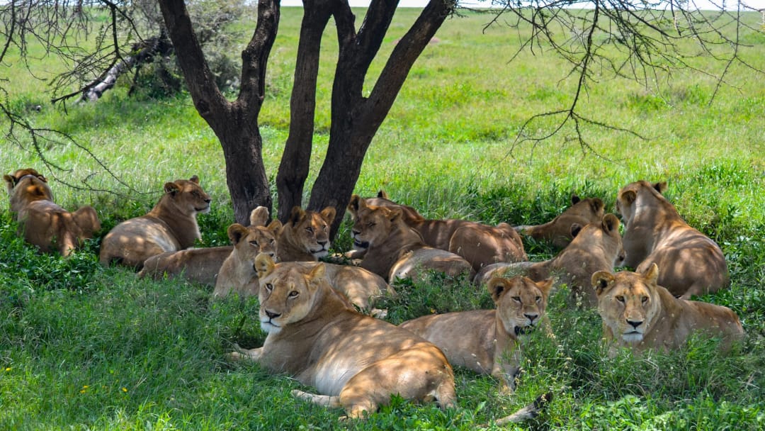Serengeti National Park