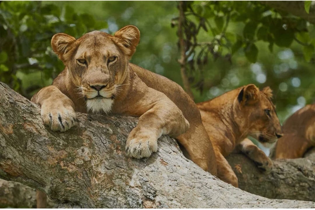 Lake Manyara National Park