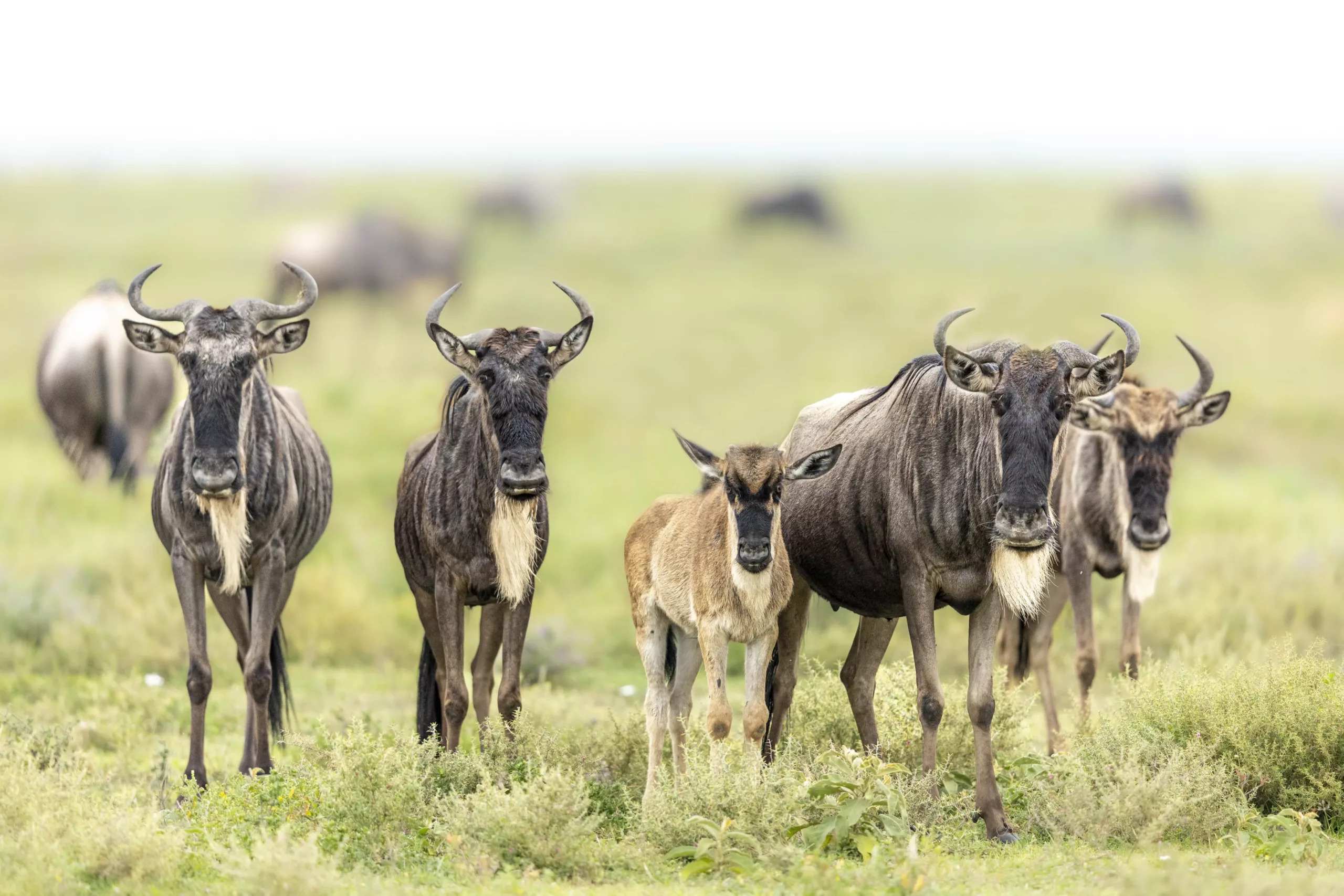 Serengeti National Park