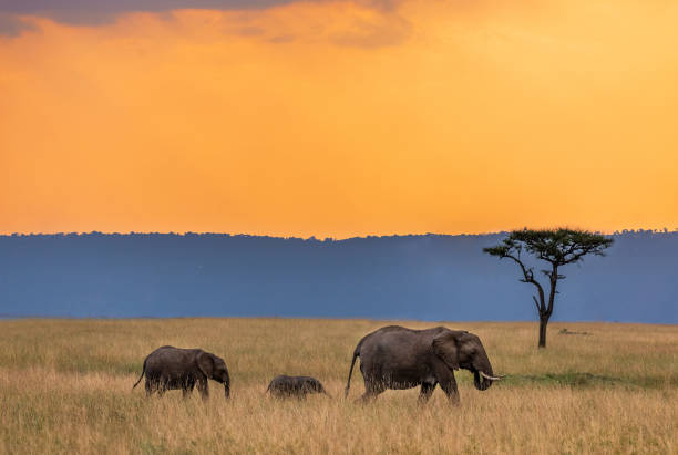 Ngorongoro Conservation Area