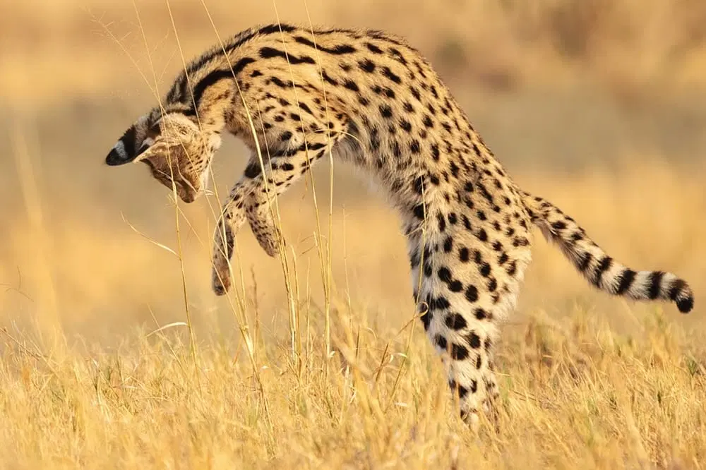 Ngorongoro Conservation Area
