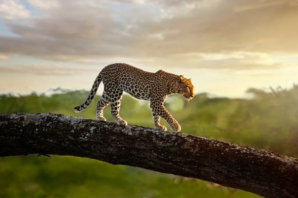 Serengeti National Park