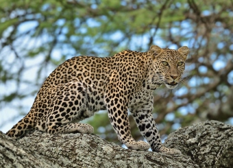Serengeti National Park