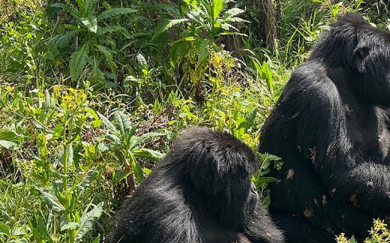 4 Day Uganda Gorilla Trekking Safari In Bwindi Forest From Kigali