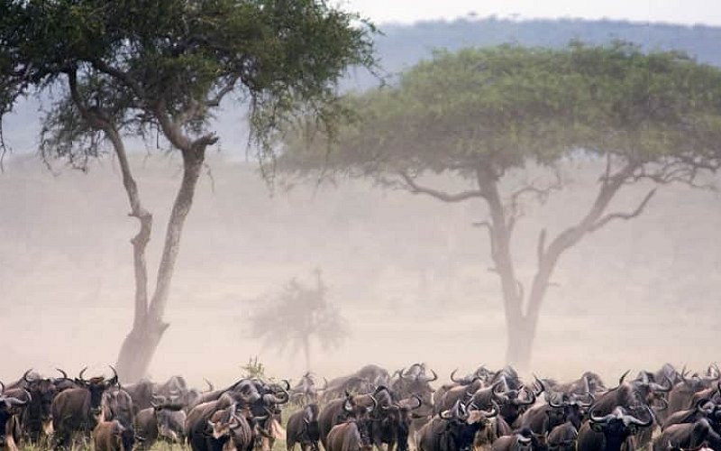 Serengeti Highlights