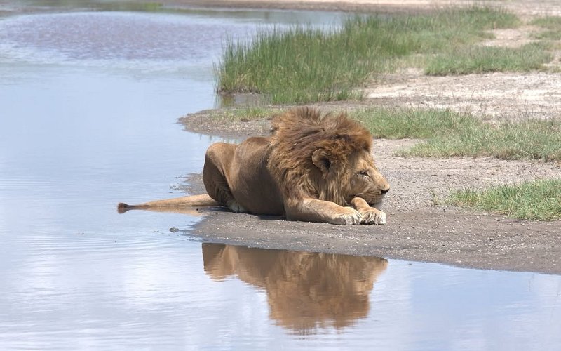 4 Day Tanzania Safari Package (Mid Range)