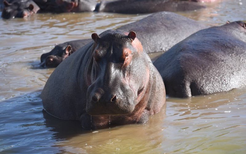 5 Day Fly In Safari Tanzania | Serengeti & Ngorongoro