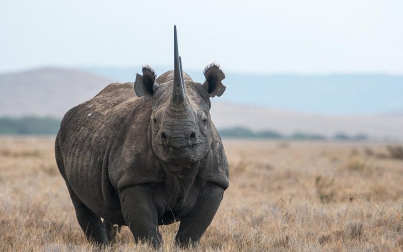 5 Day Tanzania Luxury Safari