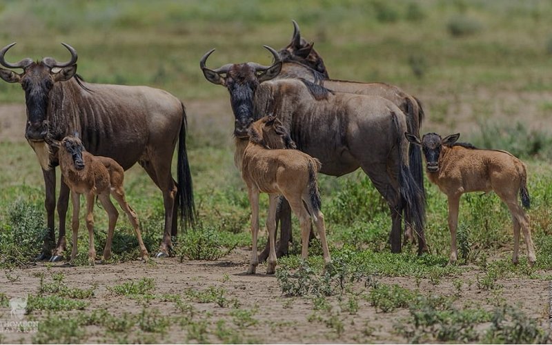 8 Day Tanzania Great Migration Calving Safari & Cultural Experience