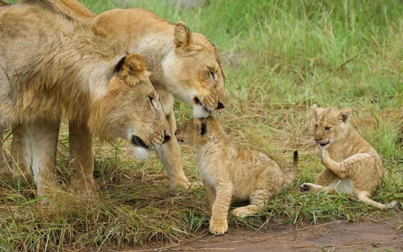 6 Day Northern Tanzania Safari Adventure