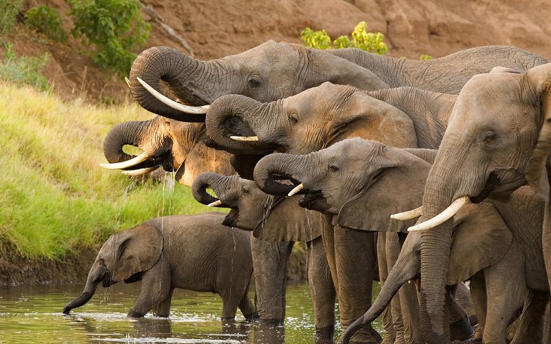 7 Day Family Friendly Tanzania Safari