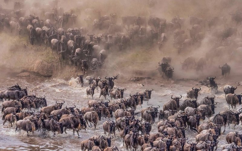 7 Day Fly In Serengeti Migration Safari | Mara River Crossing