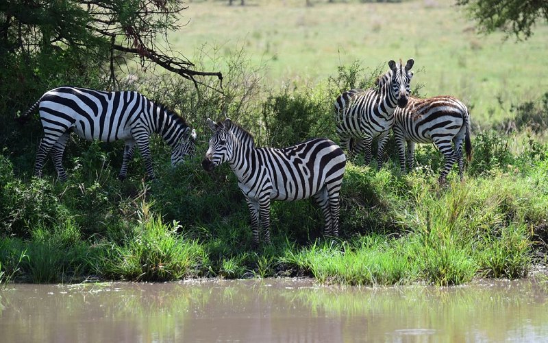 7 Day Tanzania Bush Safari