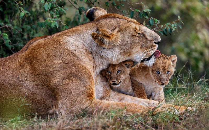 8 Day Tanzania Northern Circuit Safari