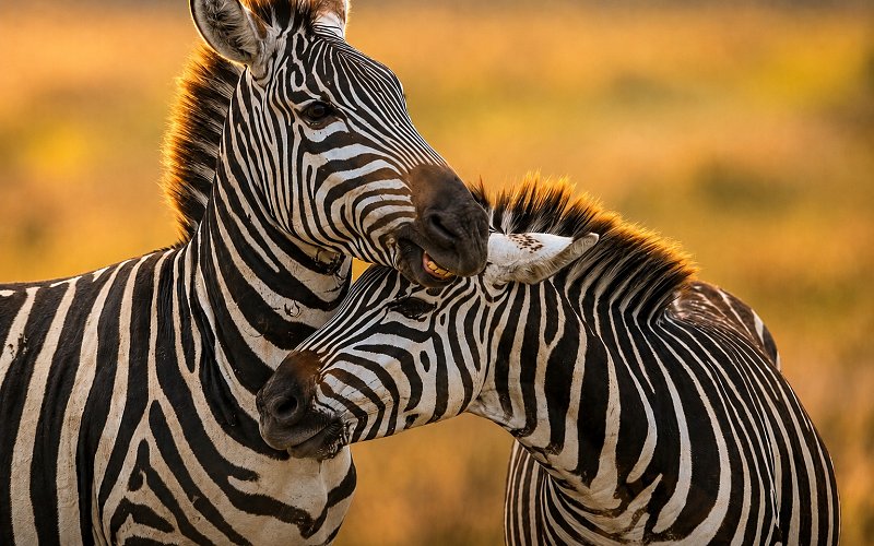 8 Day Explore Serengeti Great Wildebeest Migration Tour