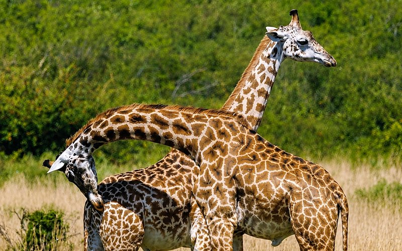 10 Day Kenya & Tanzania Great Migration Safari