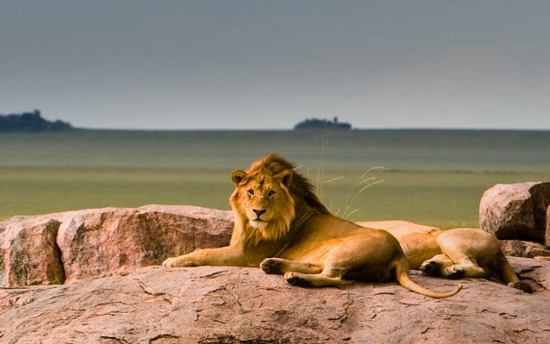 4 Day Private Midrange Safari Northern