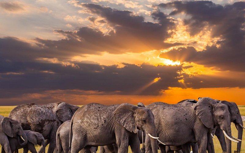 11 Day Incredible Safari & Beach Holiday