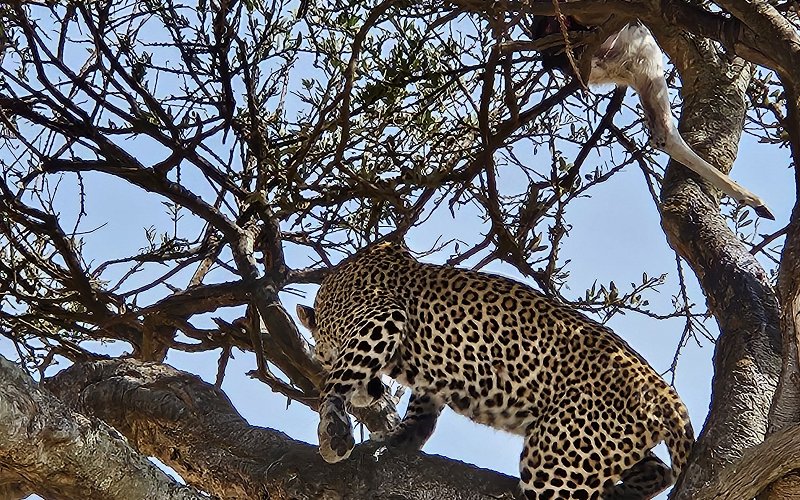 4 Days Honeymoon Safari Getaway From Zanzibar To The Wild