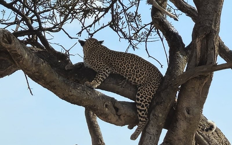 3 Days Private Luxury Safari From Zanzibar To Serengeti National Park