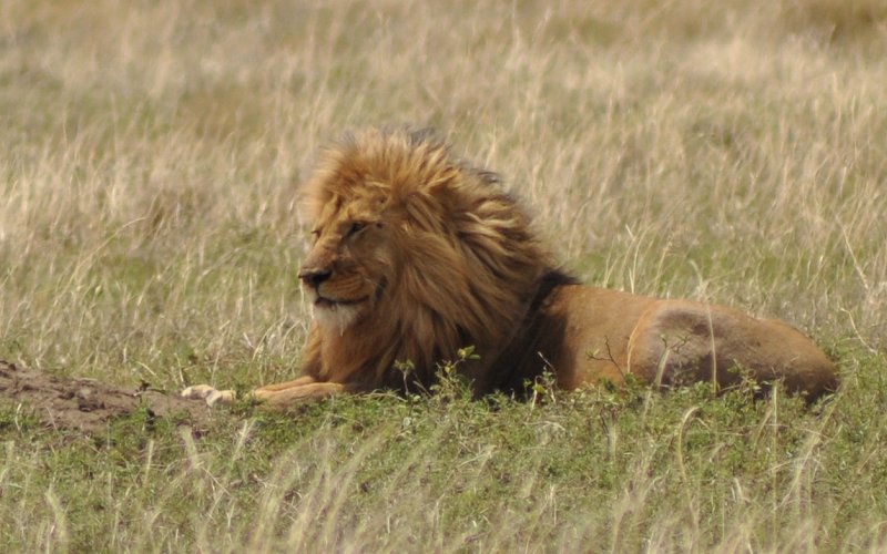 Day Trip Fly In Safari To Tarangire & Back To Zanzibar