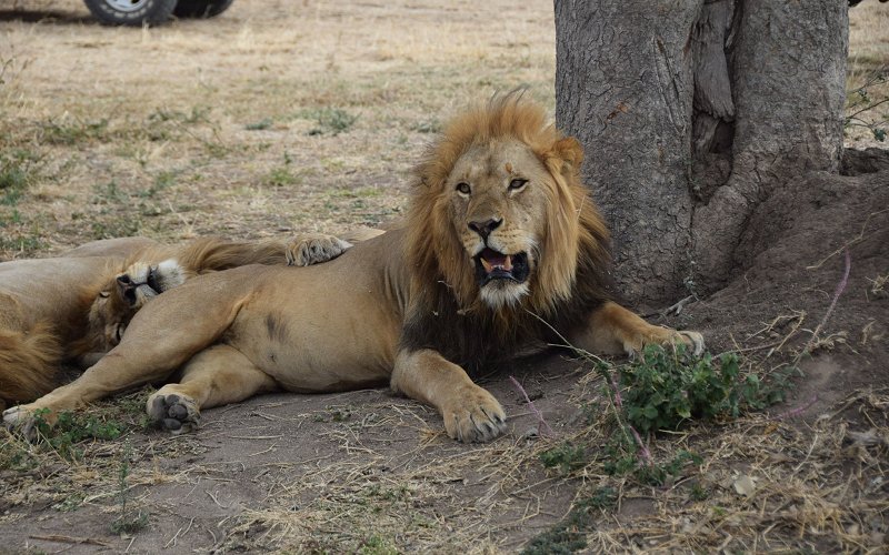 Before Relaxing On The Immaculate Beaches Of Zanzibar, Take A Once In A Lifetime 10 Day Trip Through Tanzania And Discover The Amazing Wildlife Of Tarangire, Ngorongoro Crater, And Serengeti National Park. On The Beautiful Island Paradise Of Zanzibar, Thi