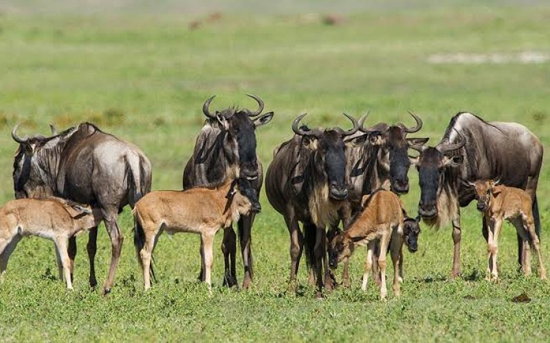 5 Days Calving Season Safari