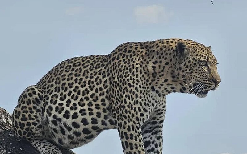 4 Days Exclusive Safari Itinerary